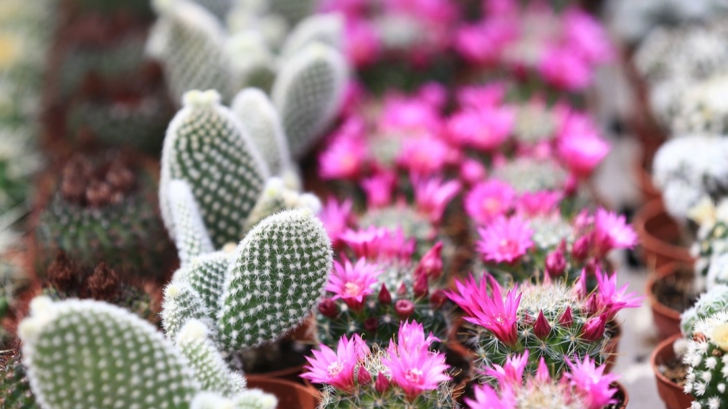 Colorful Flower Festival in St. Filip and Jakov